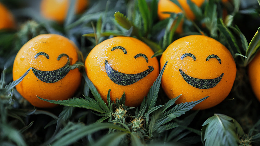 CBD vs THC : Quelle est la différence et lequel est le meilleur pour vous ?