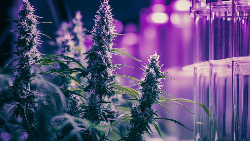 Découvrez les différents cannabinoïdes
