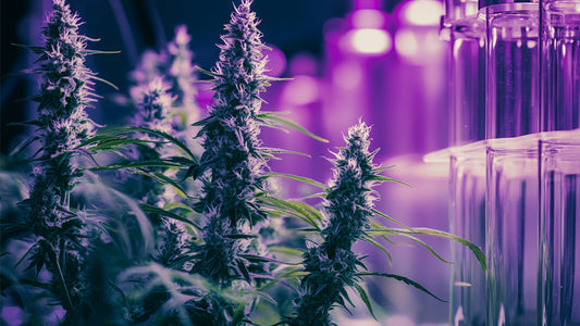 Découvrez les différents cannabinoïdes