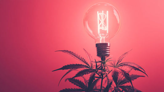 CBD et créativité : Peut-il booster votre inspiration ?