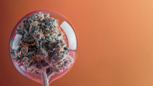 Explorer les étonnants pouvoirs de guérison du cannabis : Un guide des différents cannabinoïdes