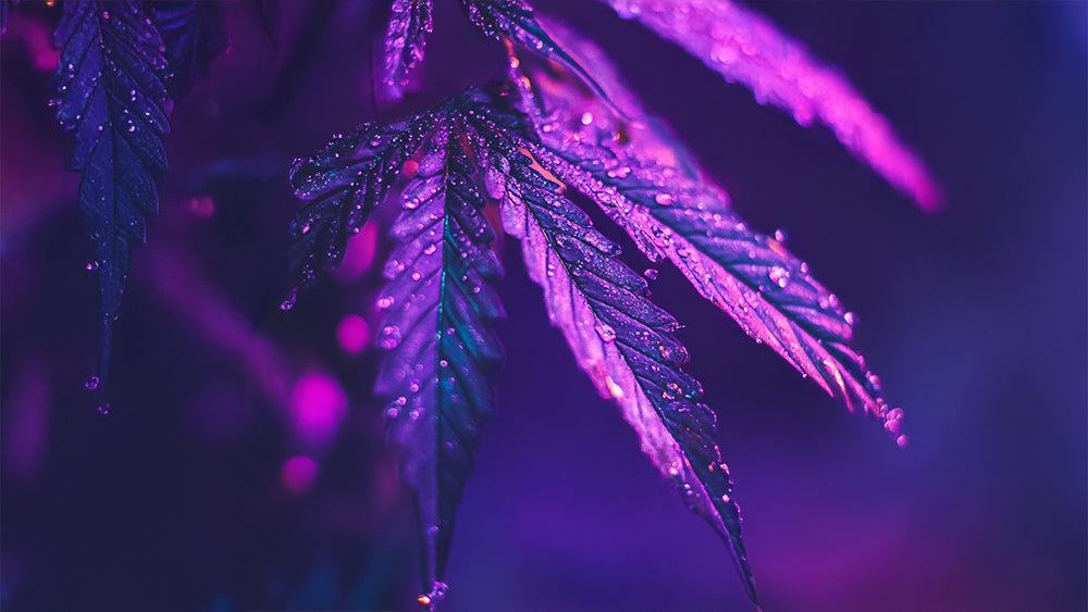 Le CBD peut-il aider à se sevrer du cannabis ?