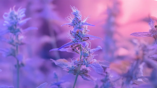 Le guide complet des fleurs de CBD